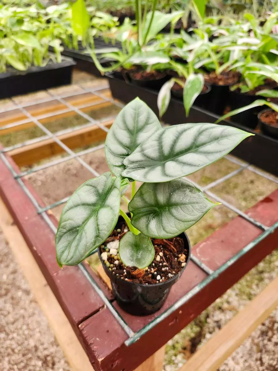 3in Alocasia Silver Dragon thumbnail