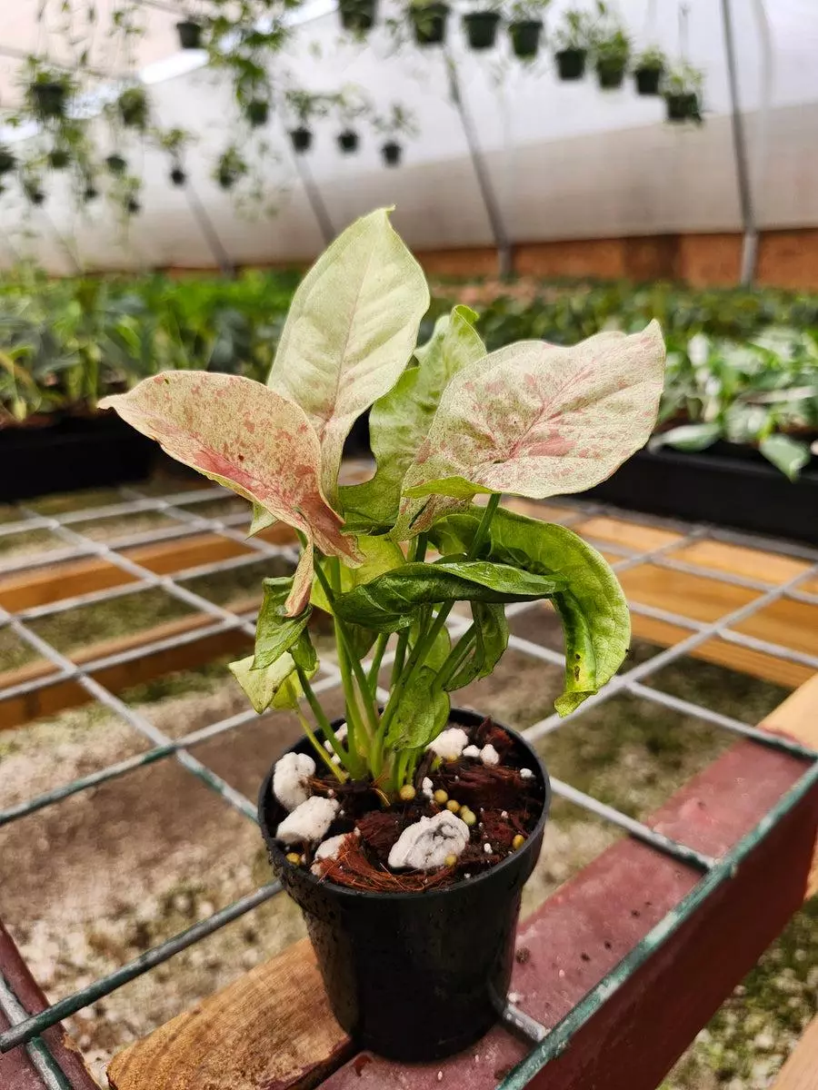 3in Syngonium Milk Confetti thumbnail