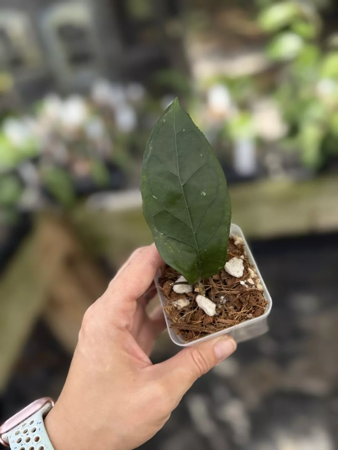 Hoya sp aceh shogun thumbnail