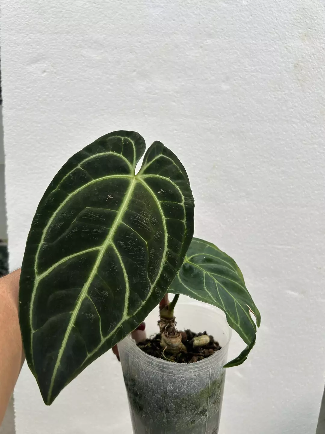 Regale last act thumbnail