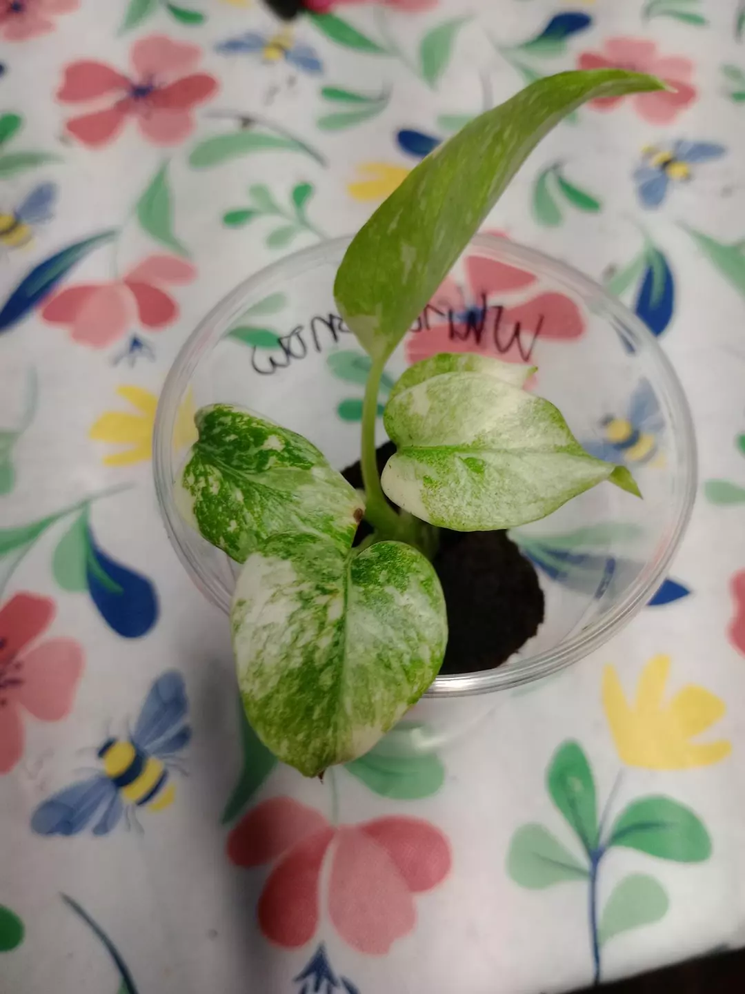 White Snow Monstera thumbnail