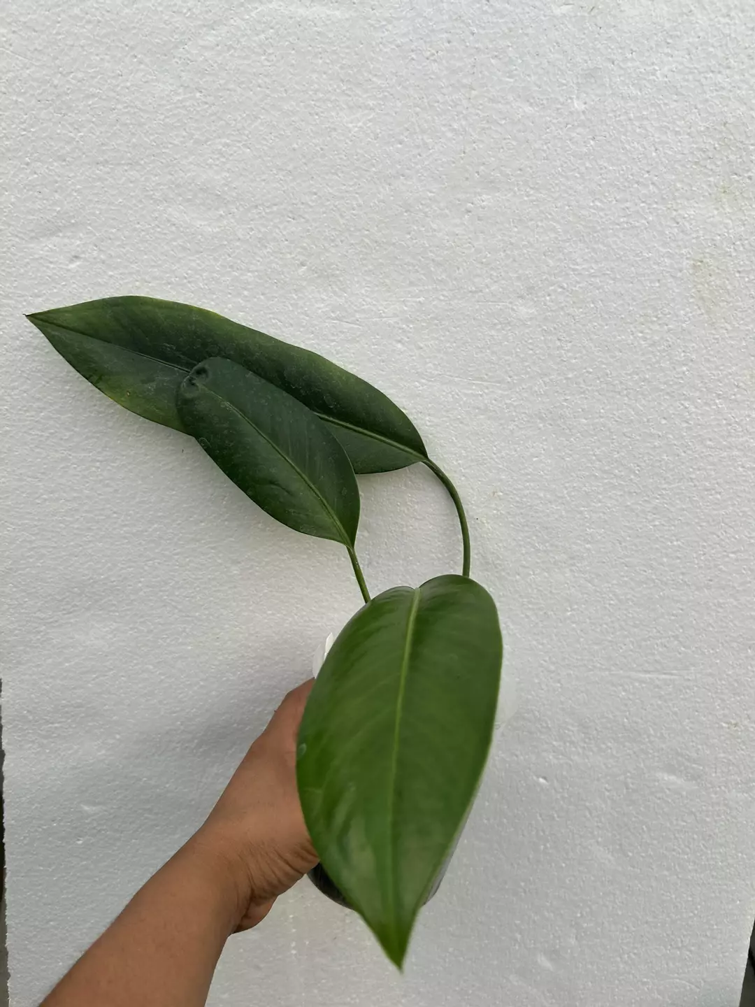 Anthurium pendes 5 thumbnail