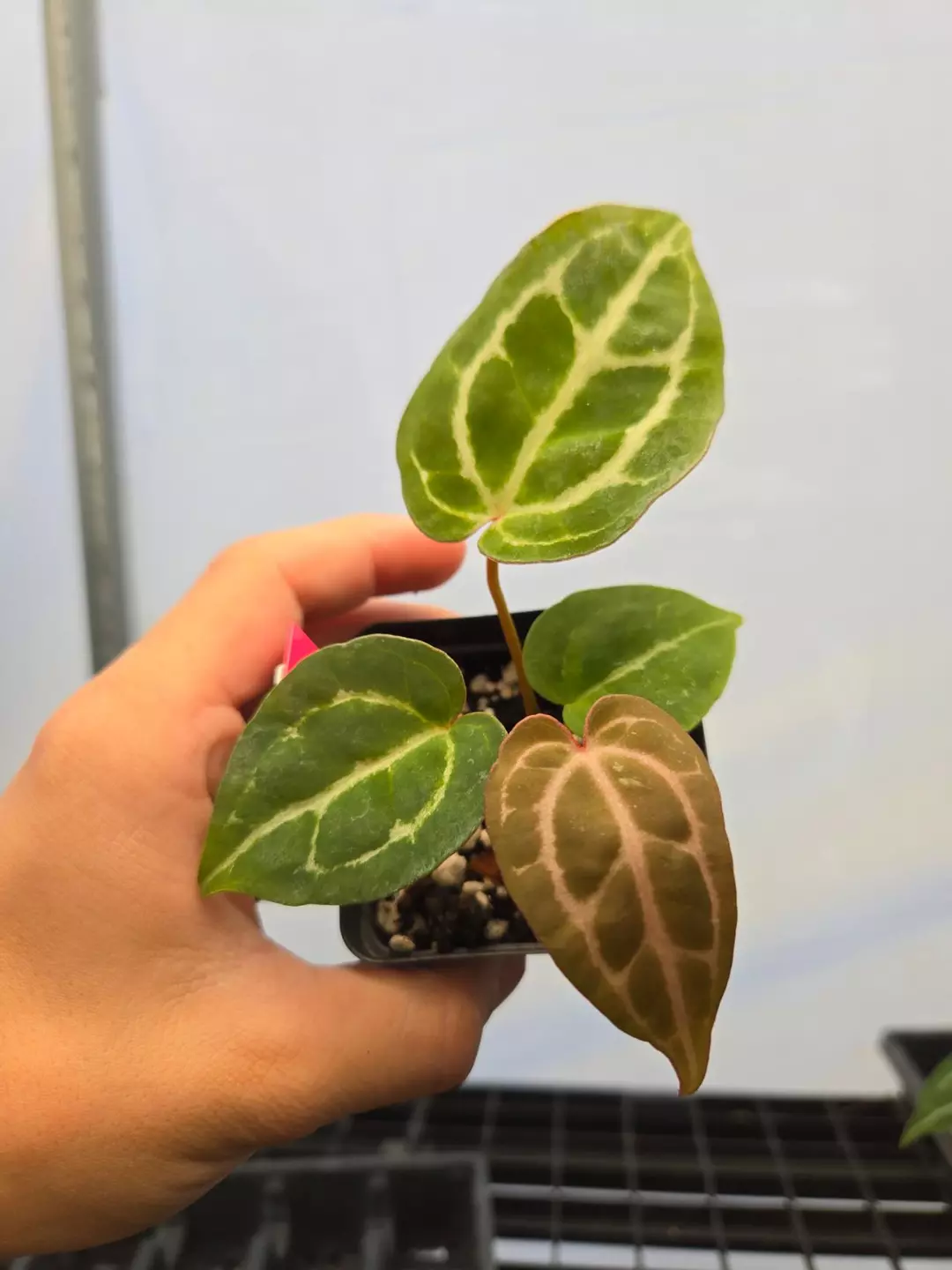 P853 SKG Red Crystal Mag x Doc Block Purple F2 thumbnail