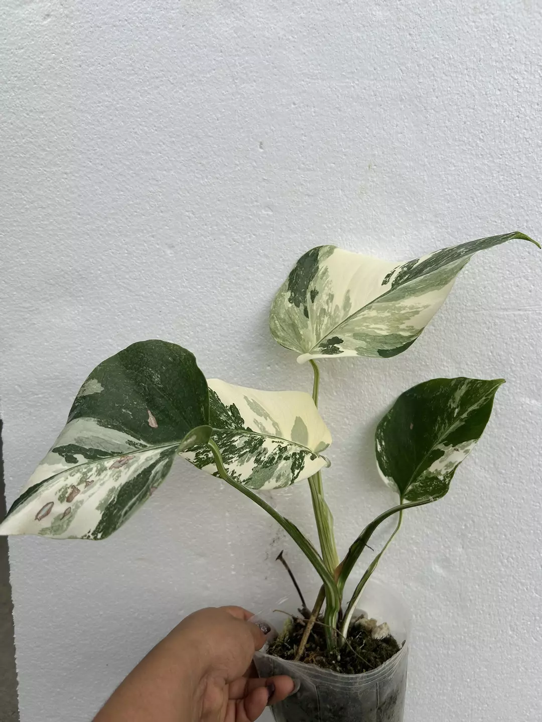 Monstera borsigiana Albo thumbnail