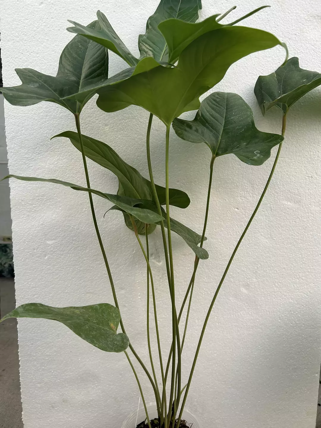 Anthurium pedatum thumbnail