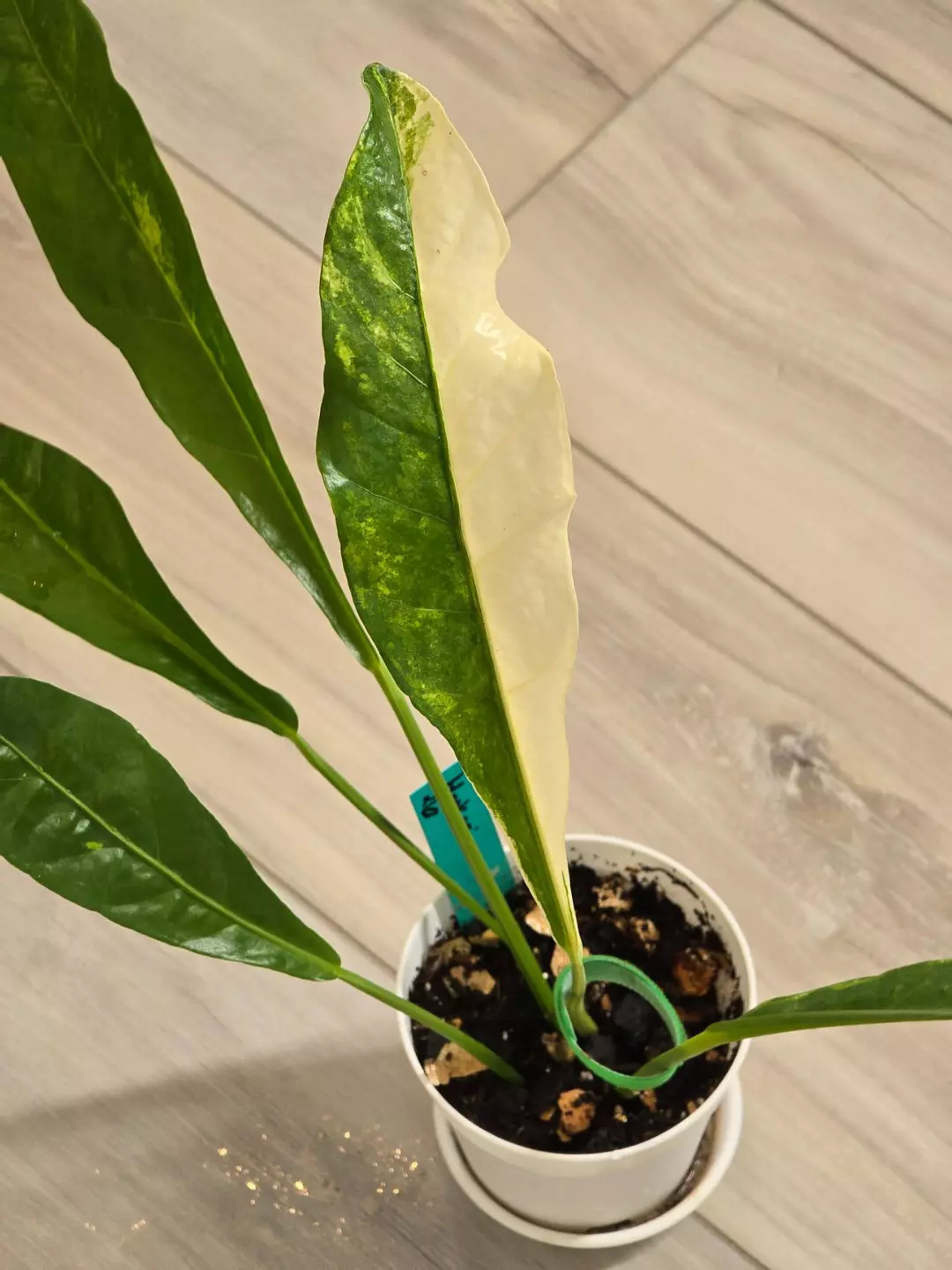 Variegated Hookeri #26 thumbnail