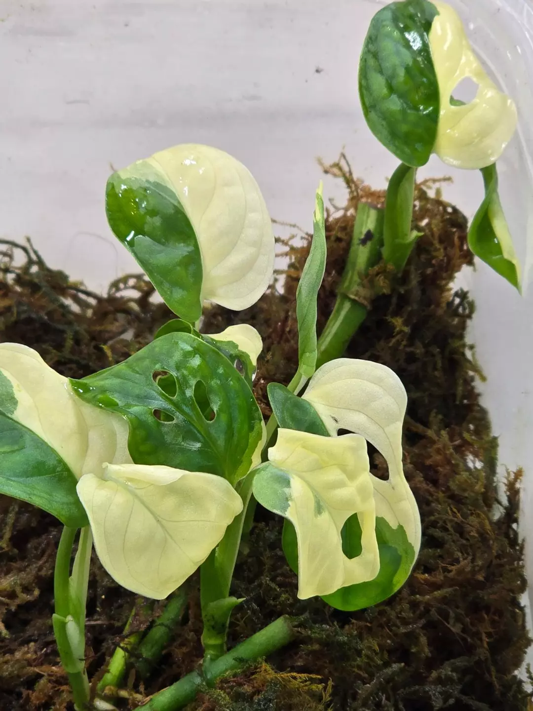 Monstera Adansonii Albo Variegated thumbnail