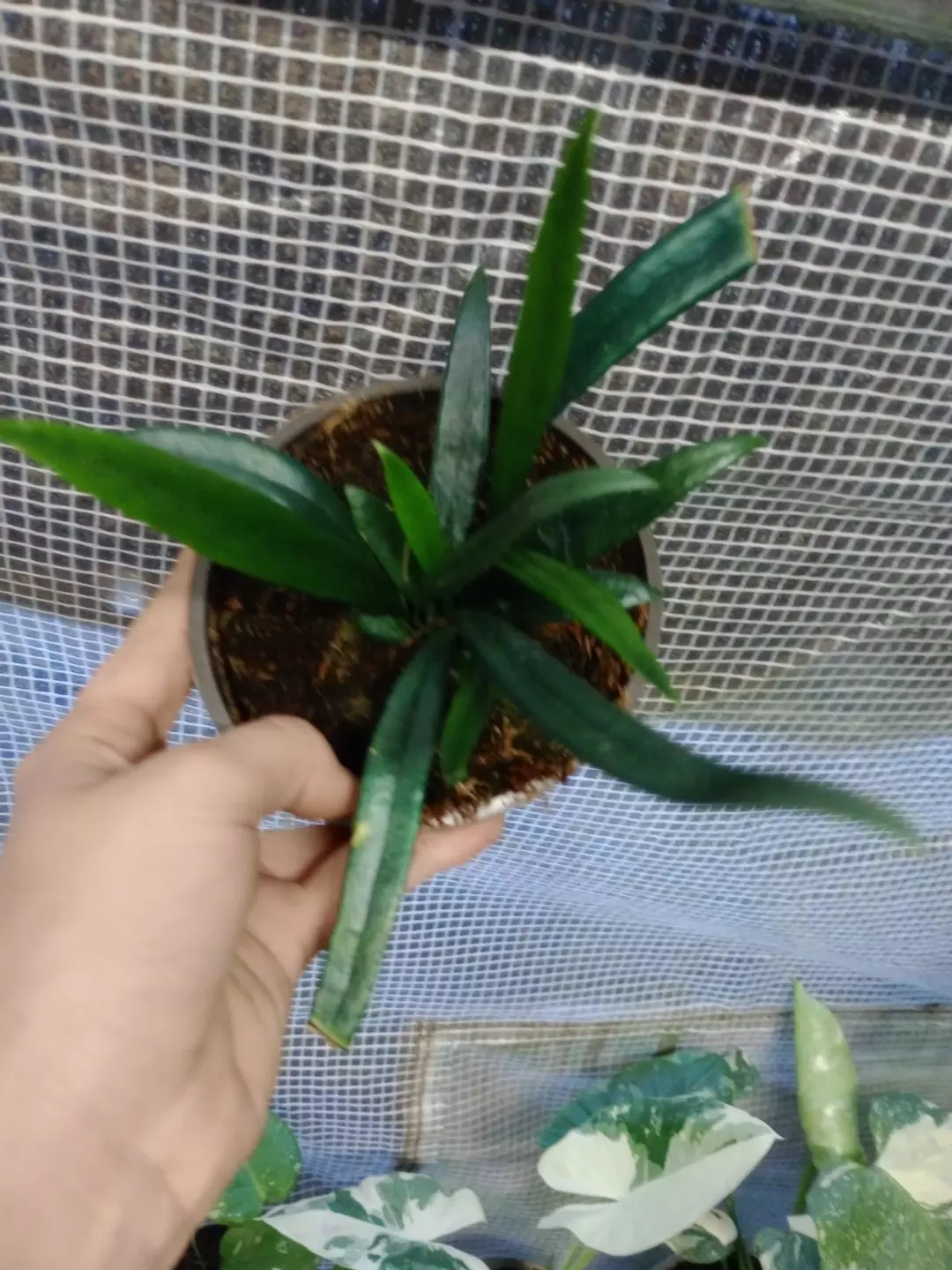 Blue Oil Fern thumbnail