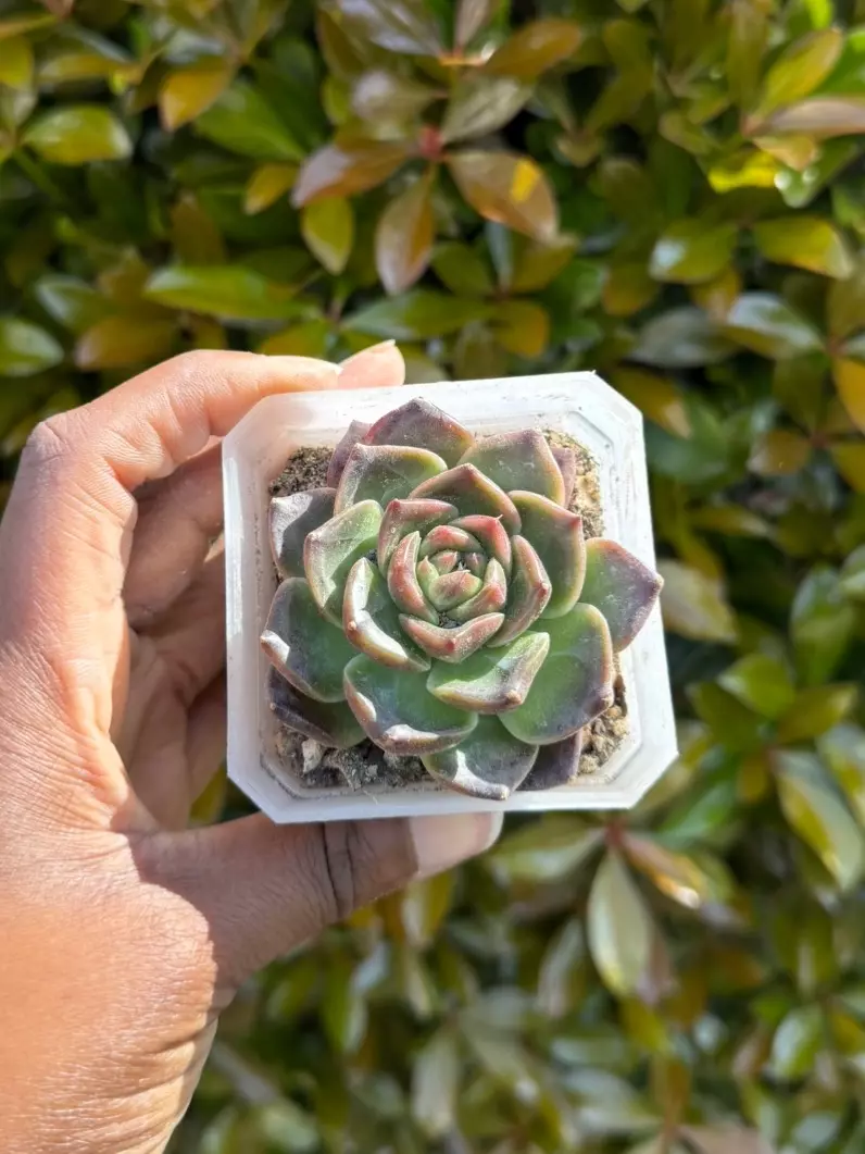 Echeveria Mocha single head thumbnail