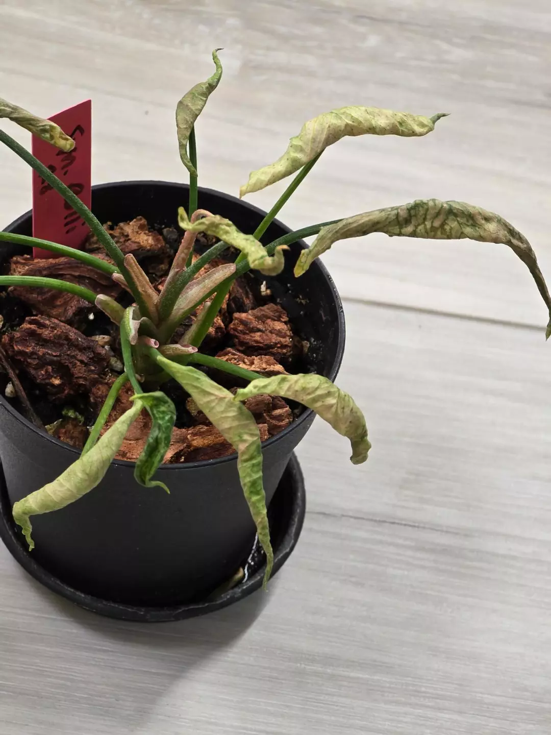 Syngonium Pink Rolli #28 thumbnail