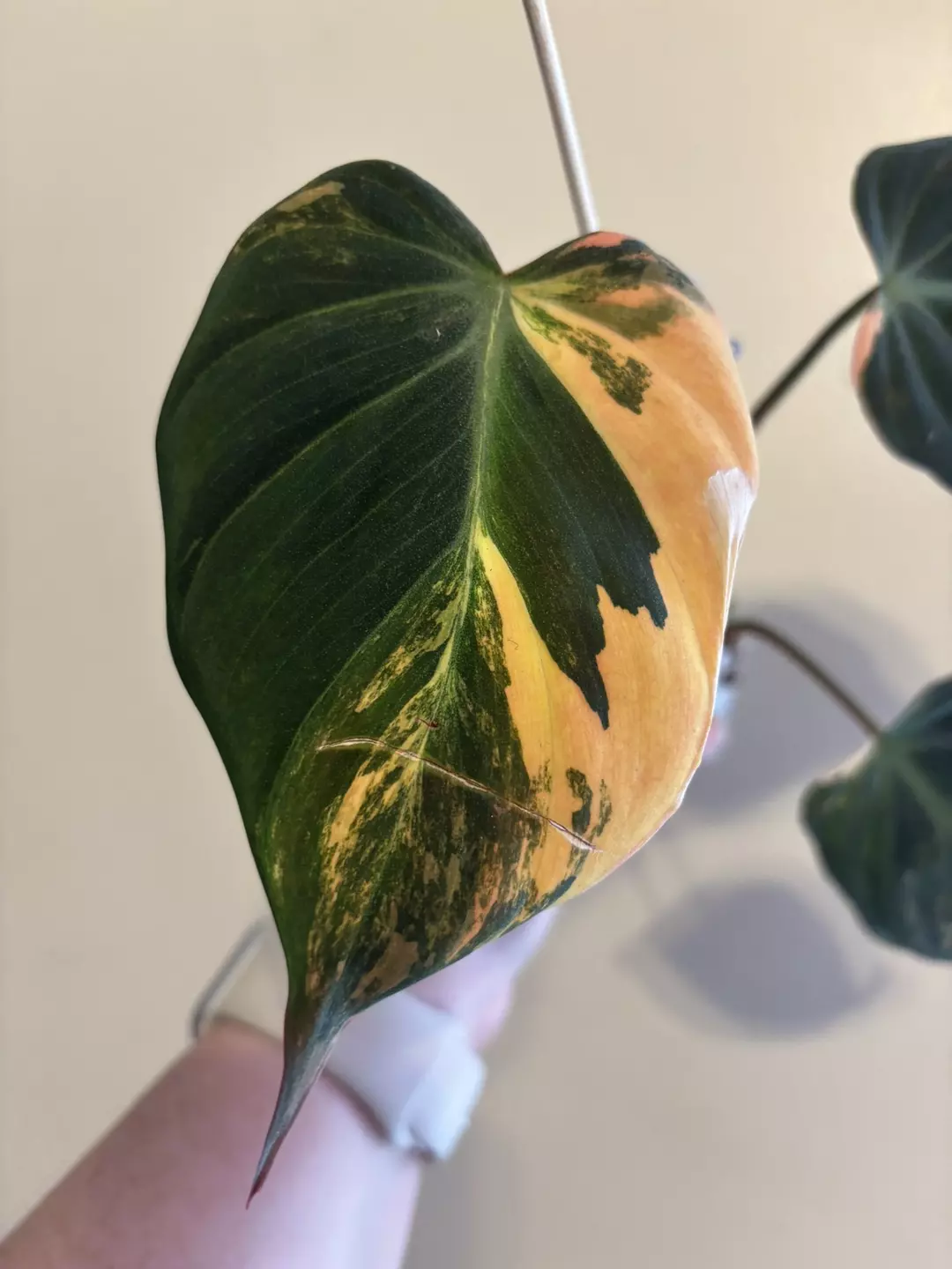 Orange Aura Variegated Mican Fresh cutting thumbnail