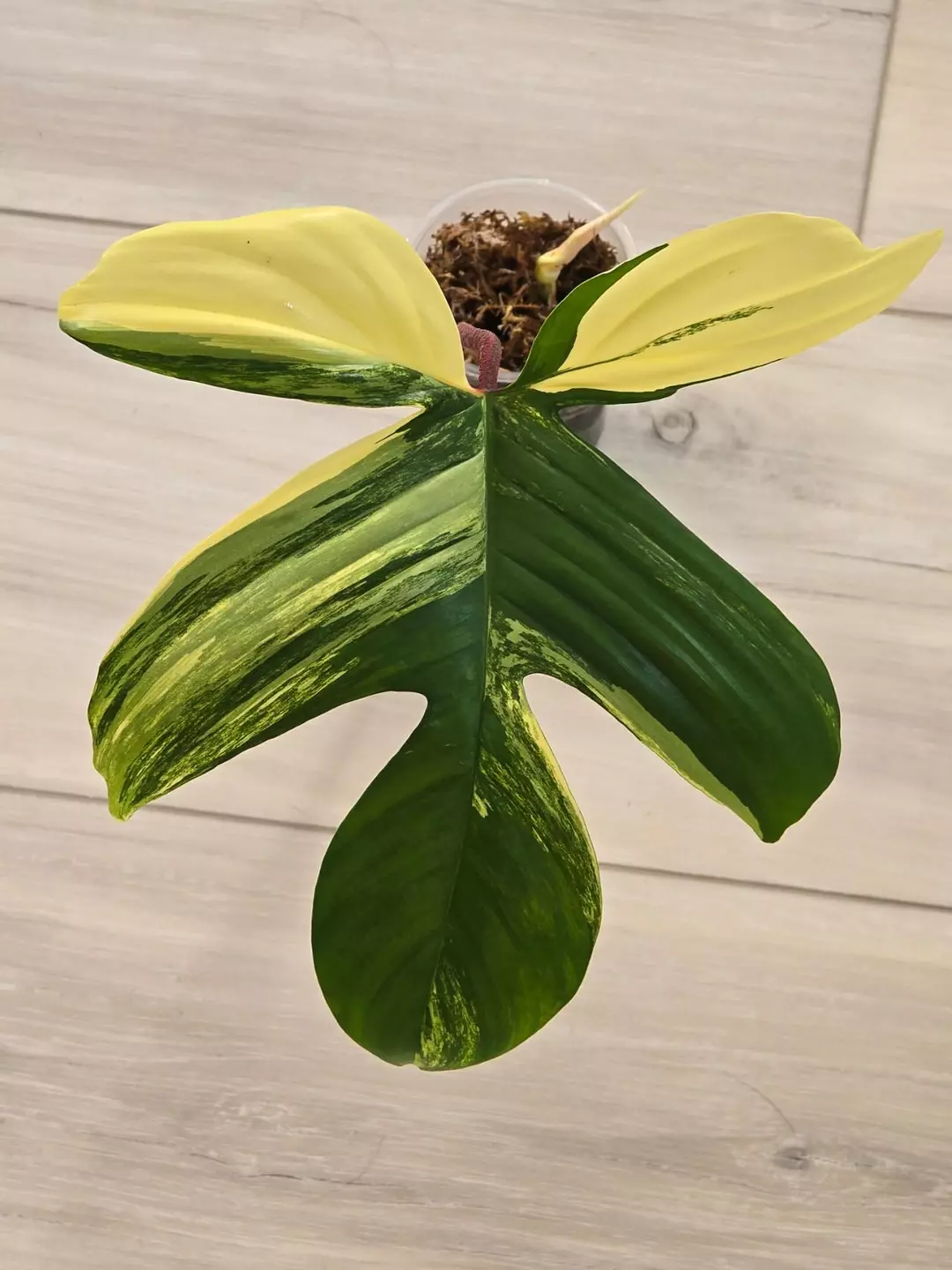 Philodendron Florida Beauty Variegated #2 thumbnail