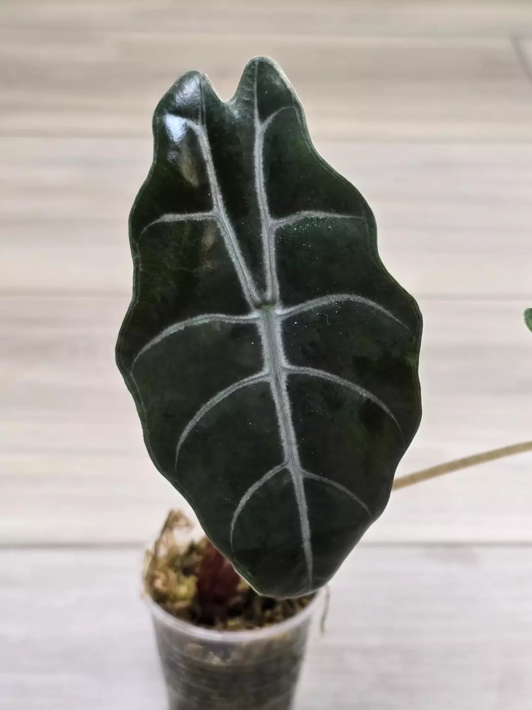 Alocasia Chantrieri #5 thumbnail