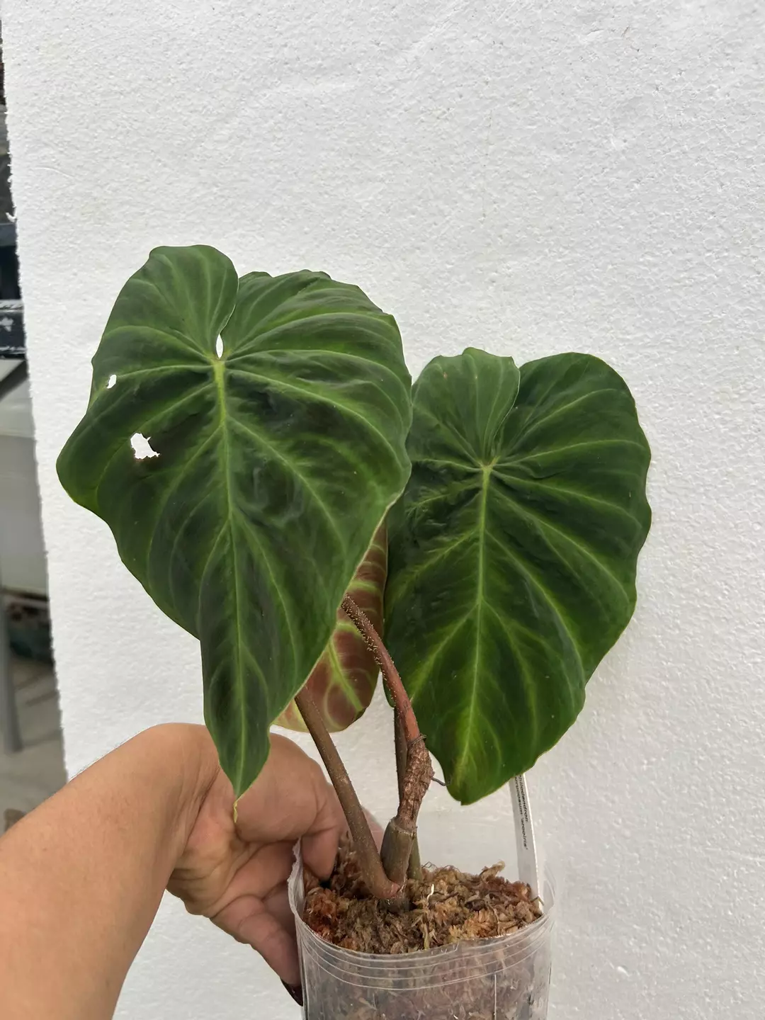 Philodendron verrucosum eclipse  thumbnail