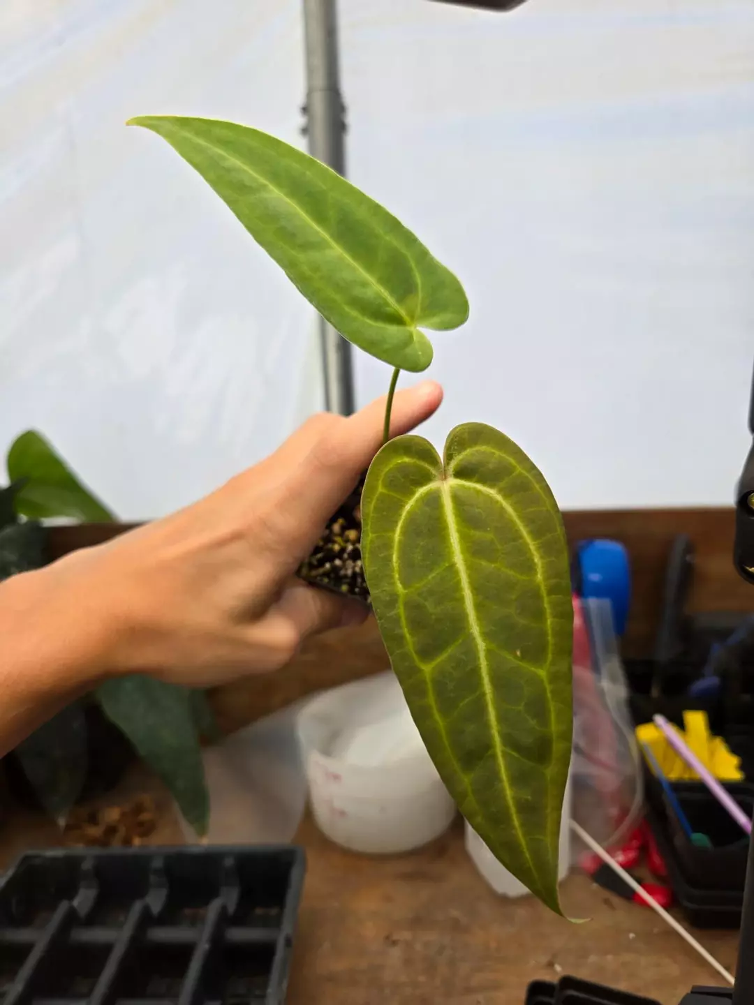 P858 Tim Anderson Crystal Mag / Tims Black x open.  Neon vein dagger thumbnail