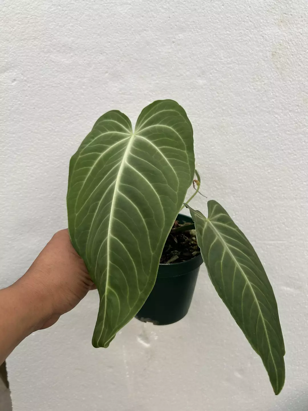 Anthurium villenearum  thumbnail