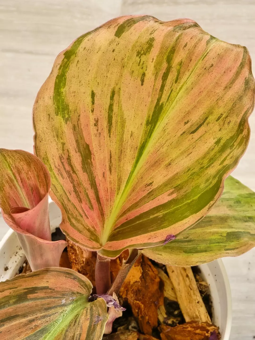 Kaempferia Variegated thumbnail