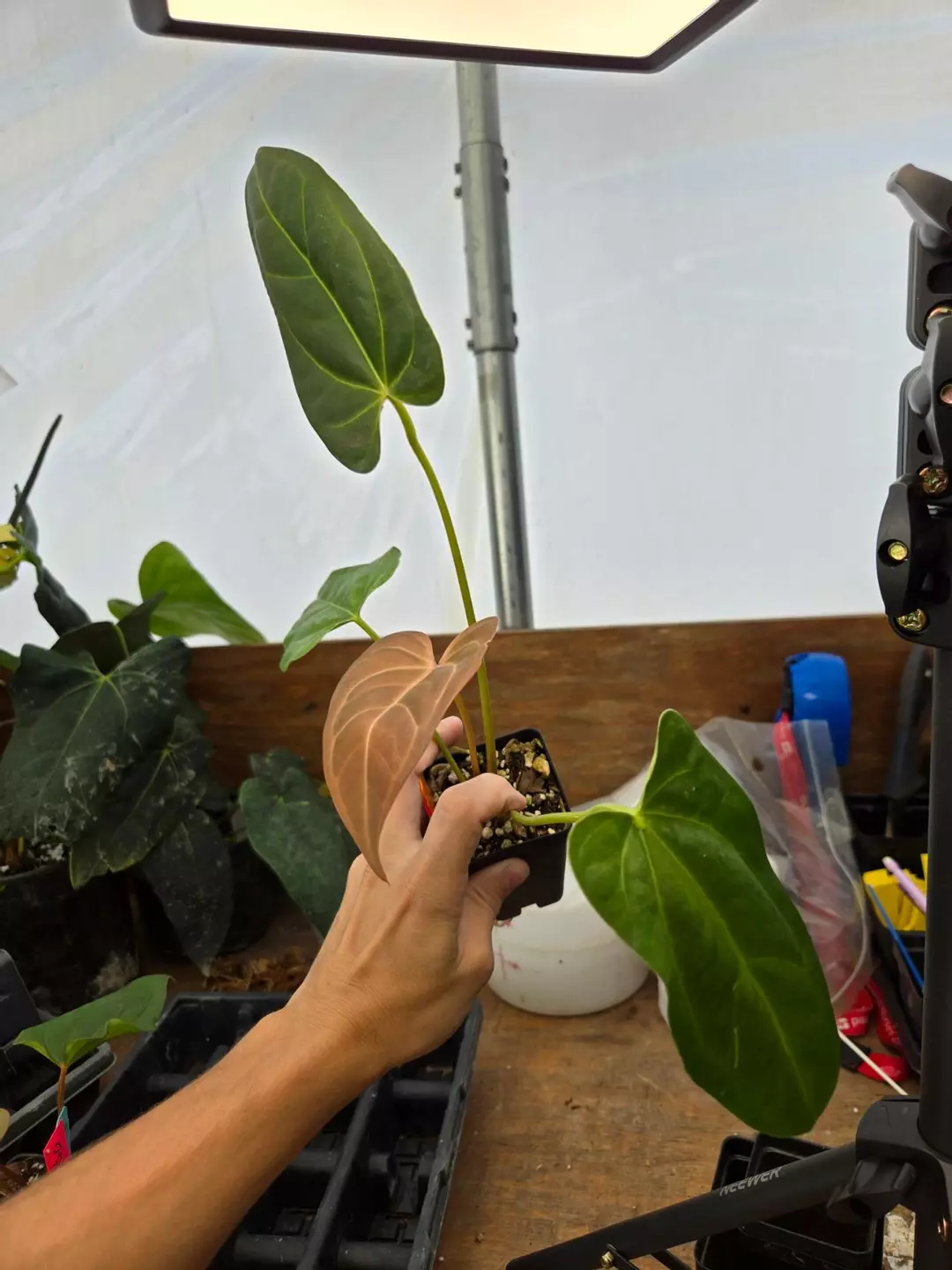 P857 Tim Anderson Crystal Mag / Tims Black  x open. Reddish copper emergent thumbnail