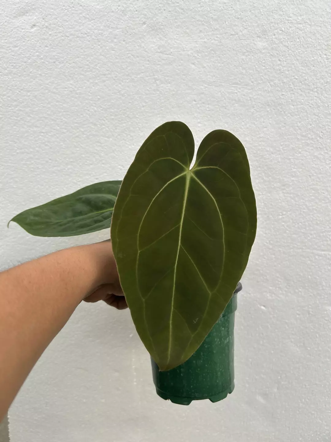 Neon lace seedling thumbnail