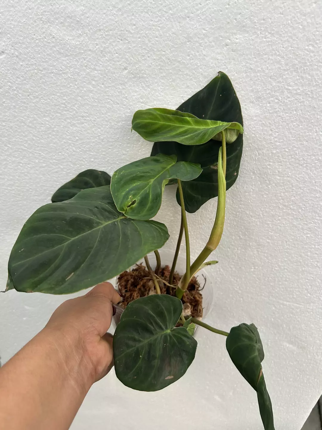 Philodendron amaluza thumbnail