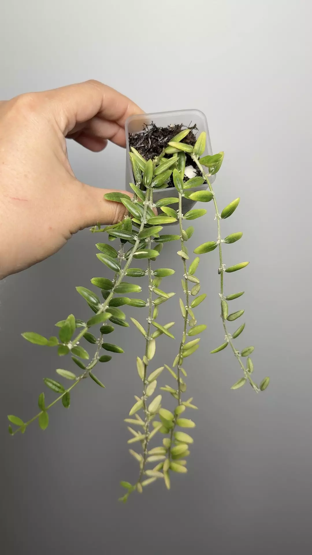 Hoya Engleriana thumbnail