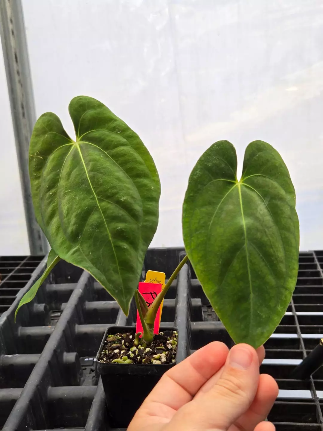 P851 Nice Pap #100 x Papillaminum puffy.  2 heads thumbnail