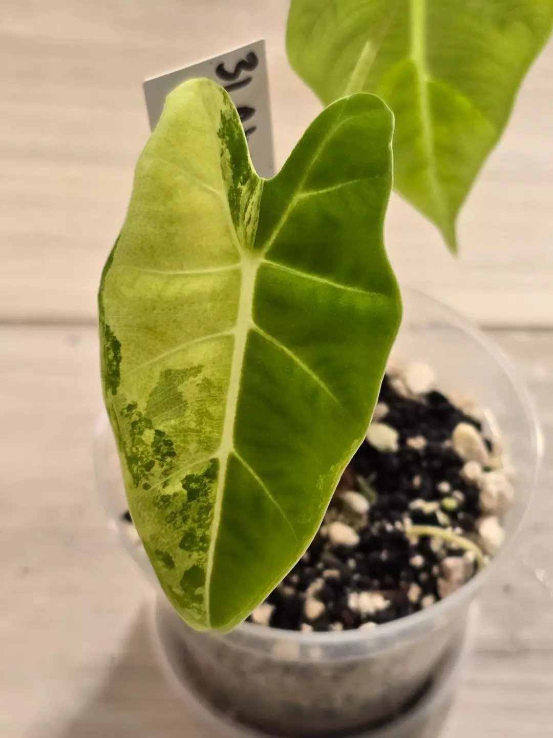 Alocasia Frydek Variegated #31 thumbnail