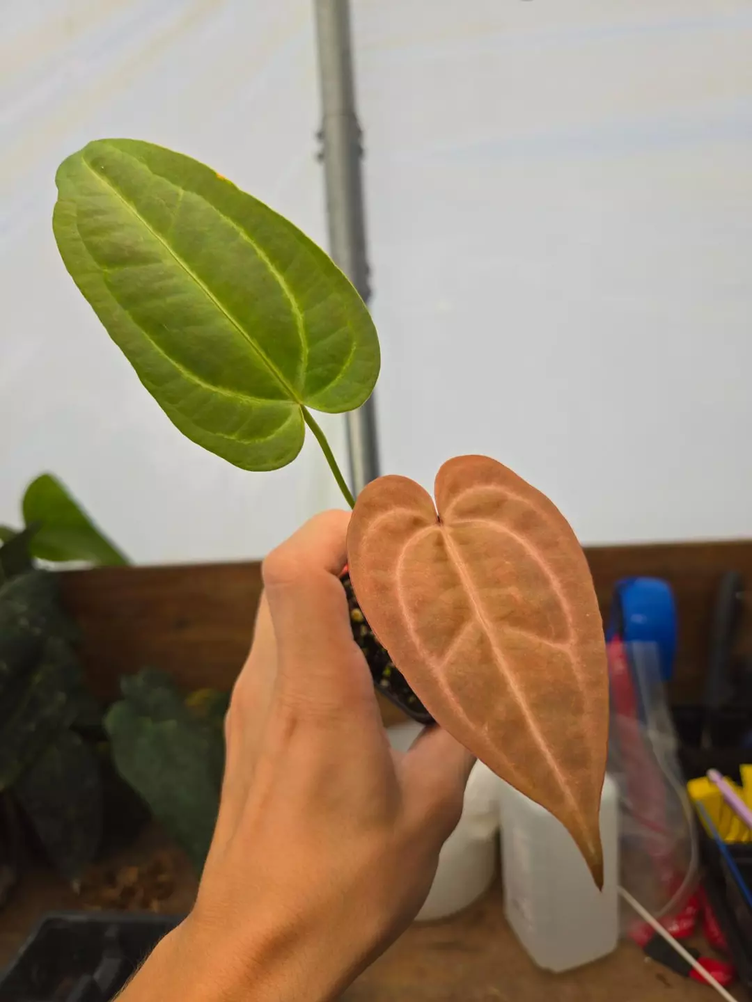 P859 Tim Anderson Crystal Mag/ Tims Black x open. Purpley emergent thumbnail