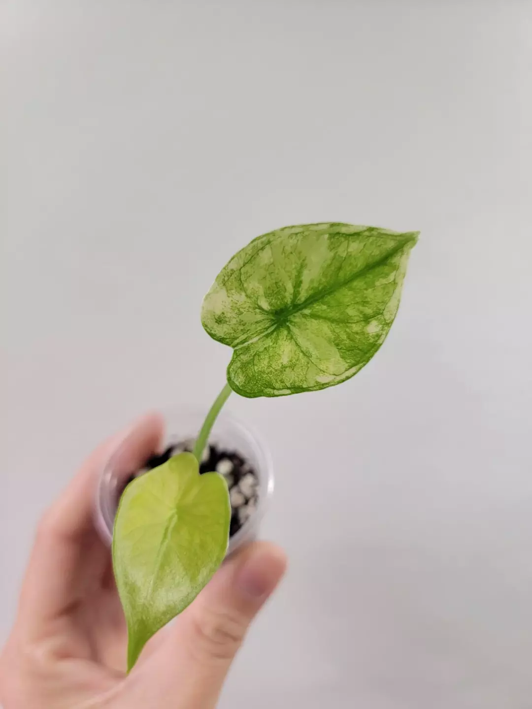 Alocasia Tyrion Variegated Pup thumbnail