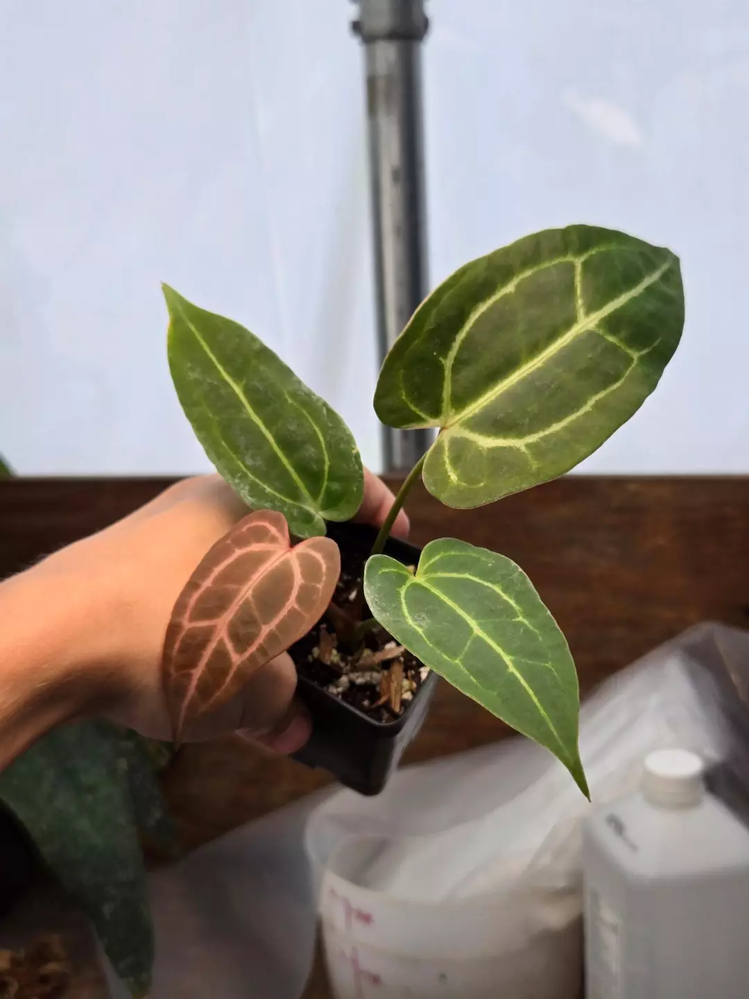 P861 (AOS SKG/ Tims Black) x ( Rotundatum X x Doc Block Purple F2). Purple emergent thumbnail