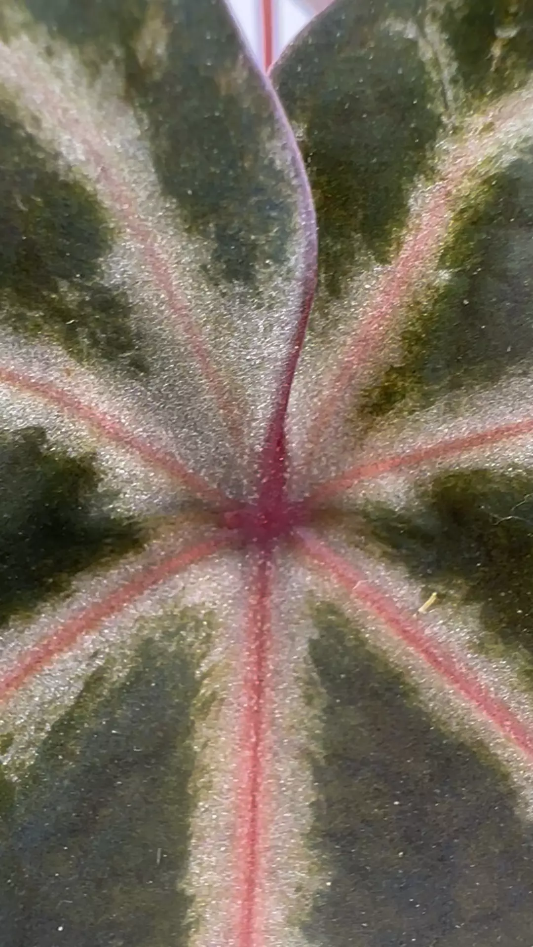 419Z Anthurium Michelle Hot Pink ‘23’ x Zara ‘14’ thumbnail