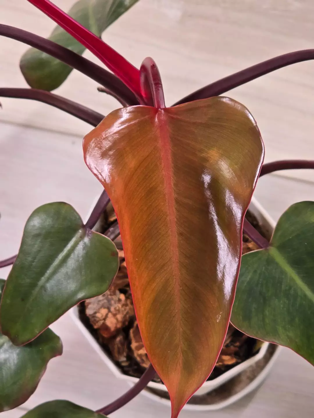 Philodendron Strawberry Shake #21 thumbnail