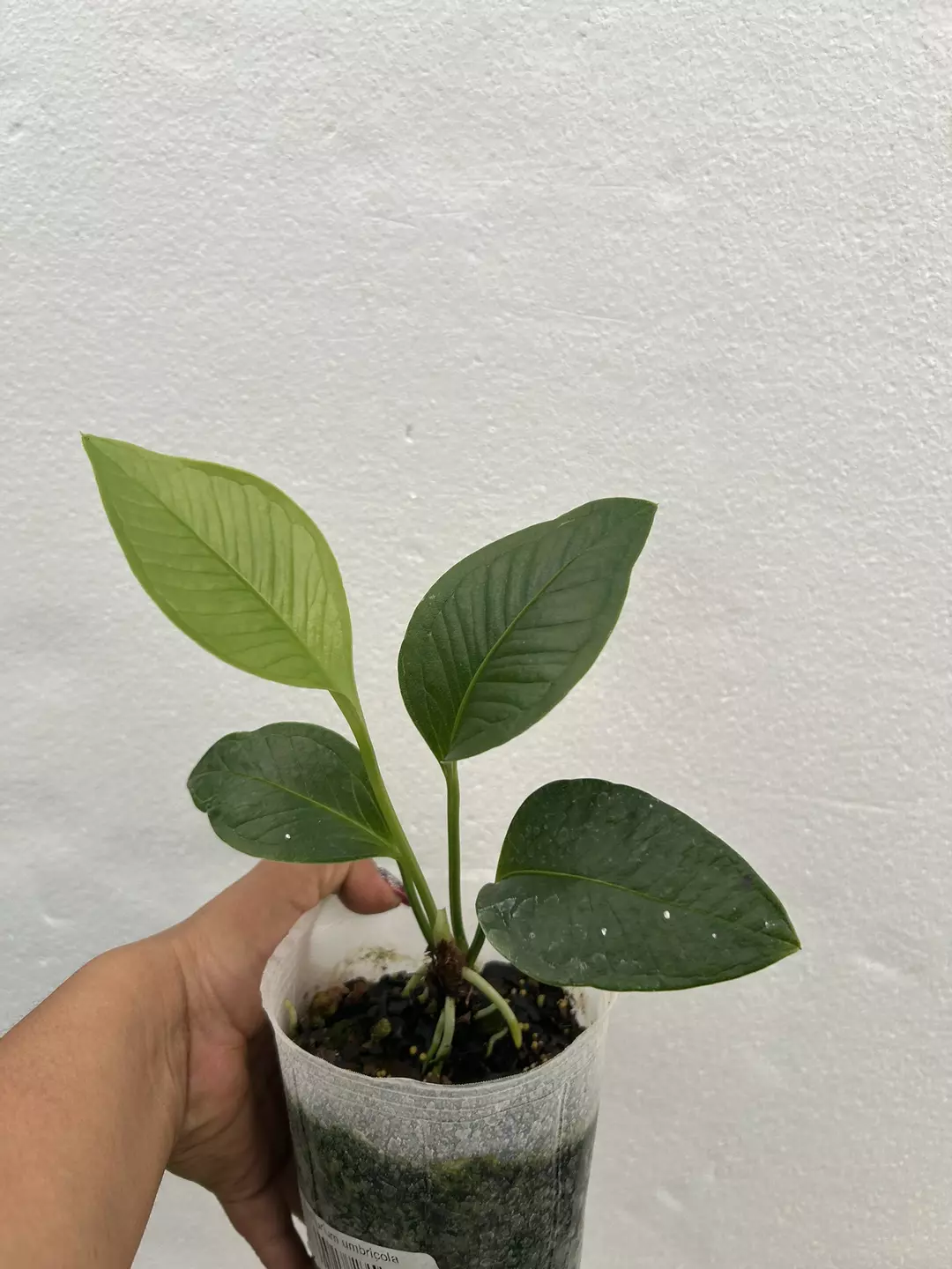 Anthurium imbricola thumbnail