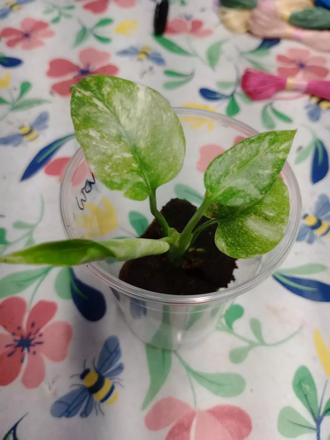 Green Snow Monstera thumbnail