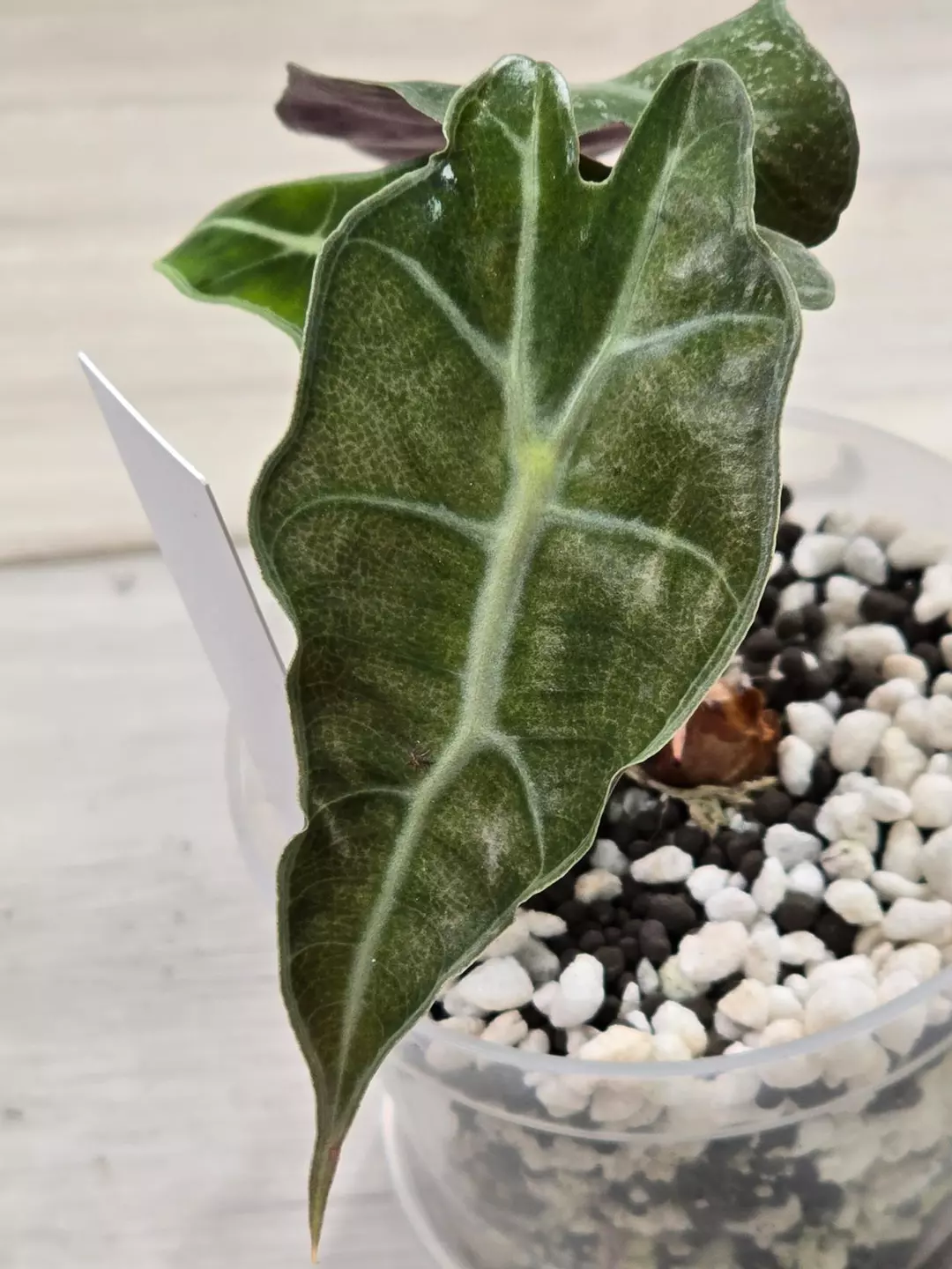 Alocasia Pink Polly Mint #12 thumbnail