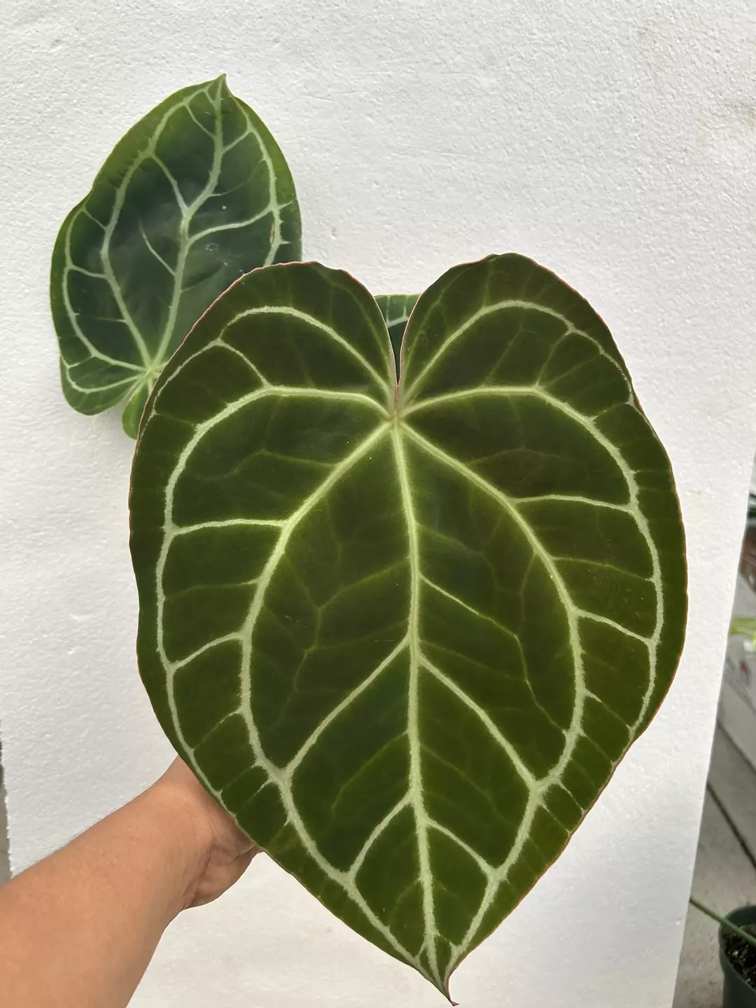 Anthurium crystallinum thumbnail