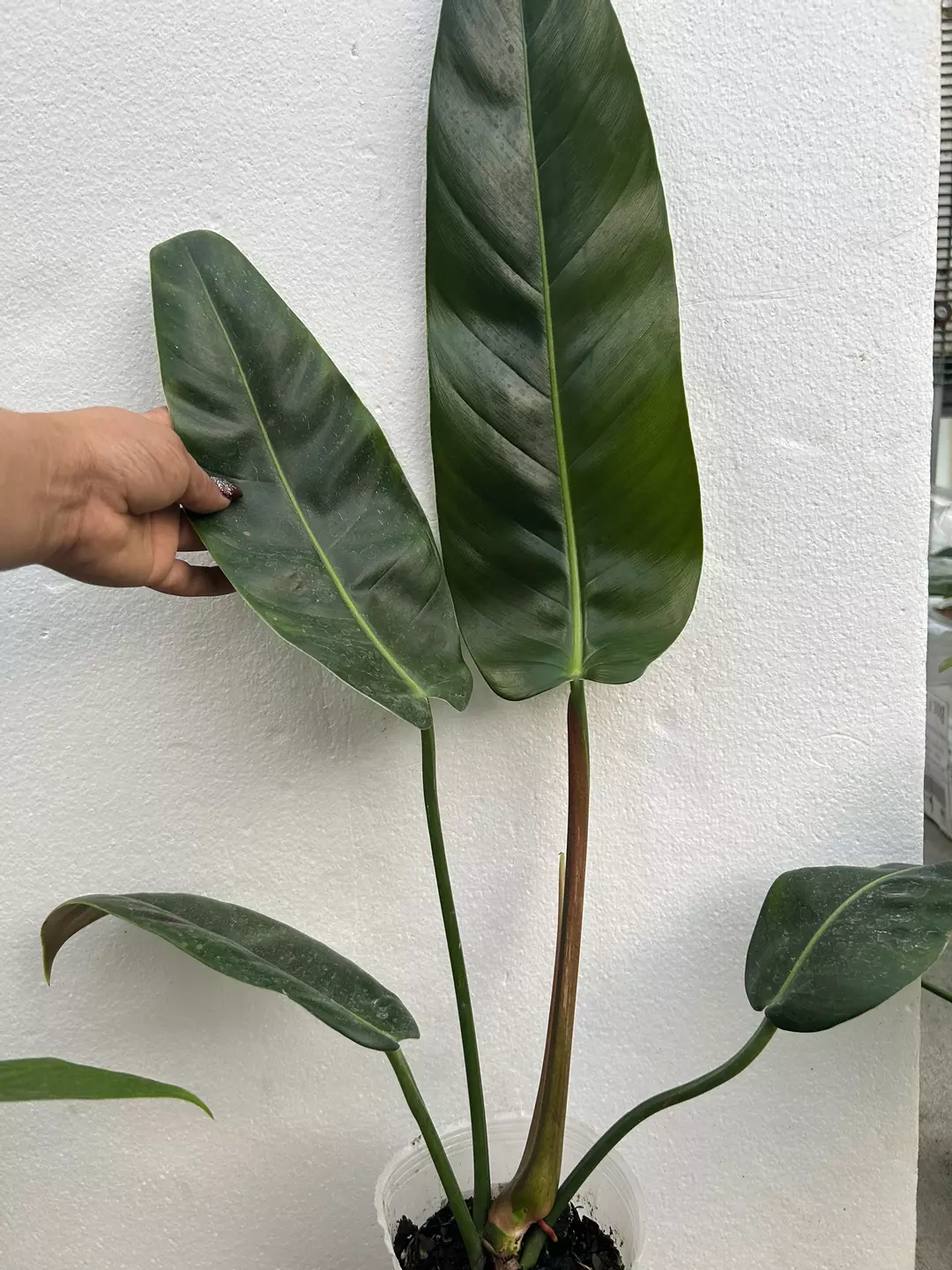 Philodendron Ivan portilla thumbnail
