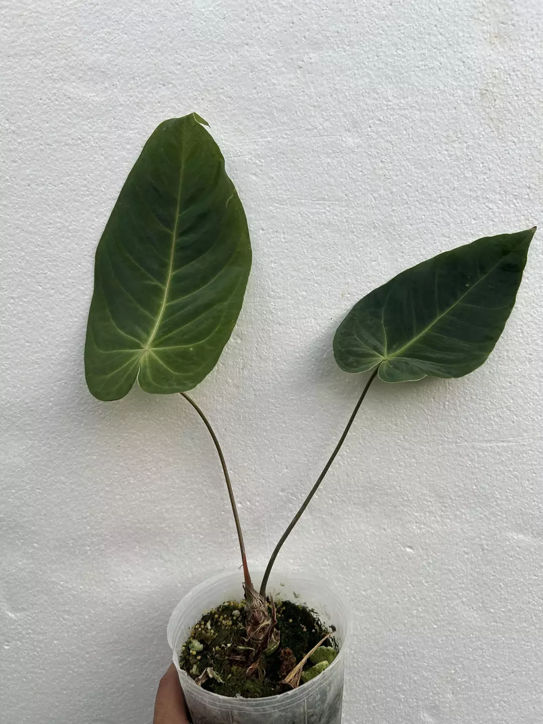 Anthurium last act thumbnail