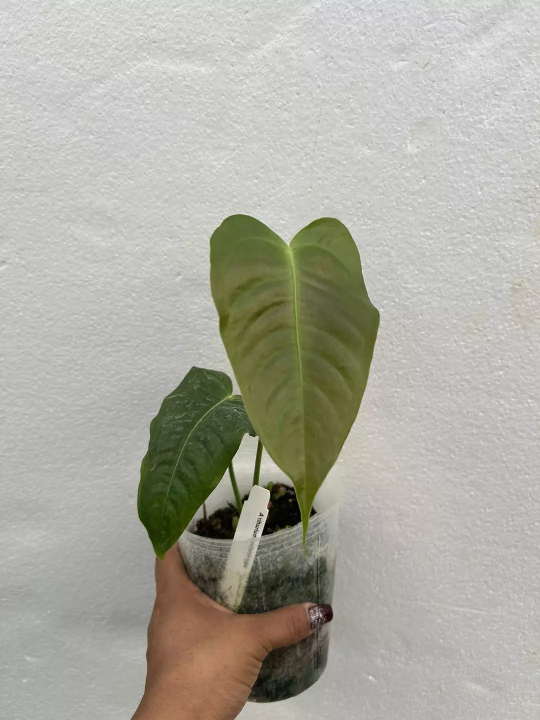 Anthurium veitchi type last act thumbnail