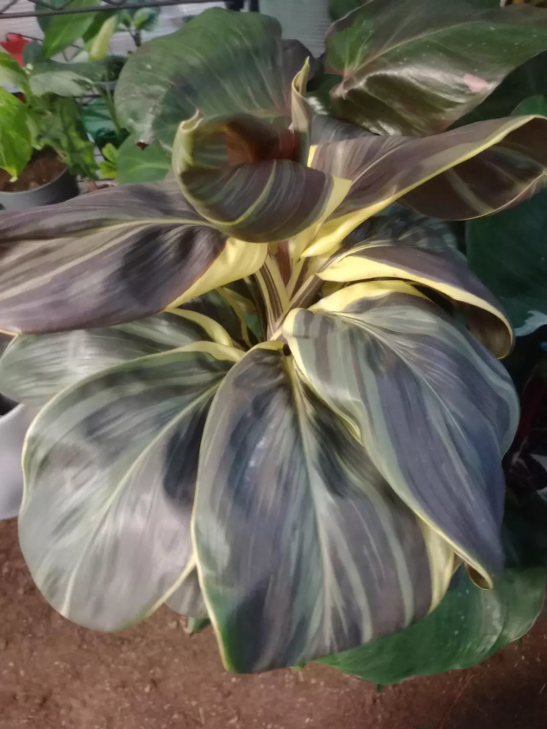 Ms Andrea Cordyline thumbnail