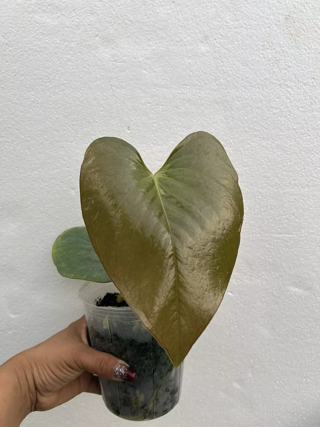 Anthurium cerrocampamense last act thumbnail