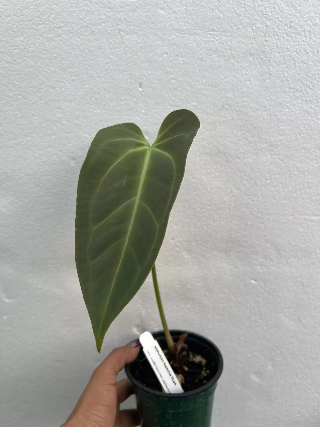 Anthurium nocturne plus last act thumbnail