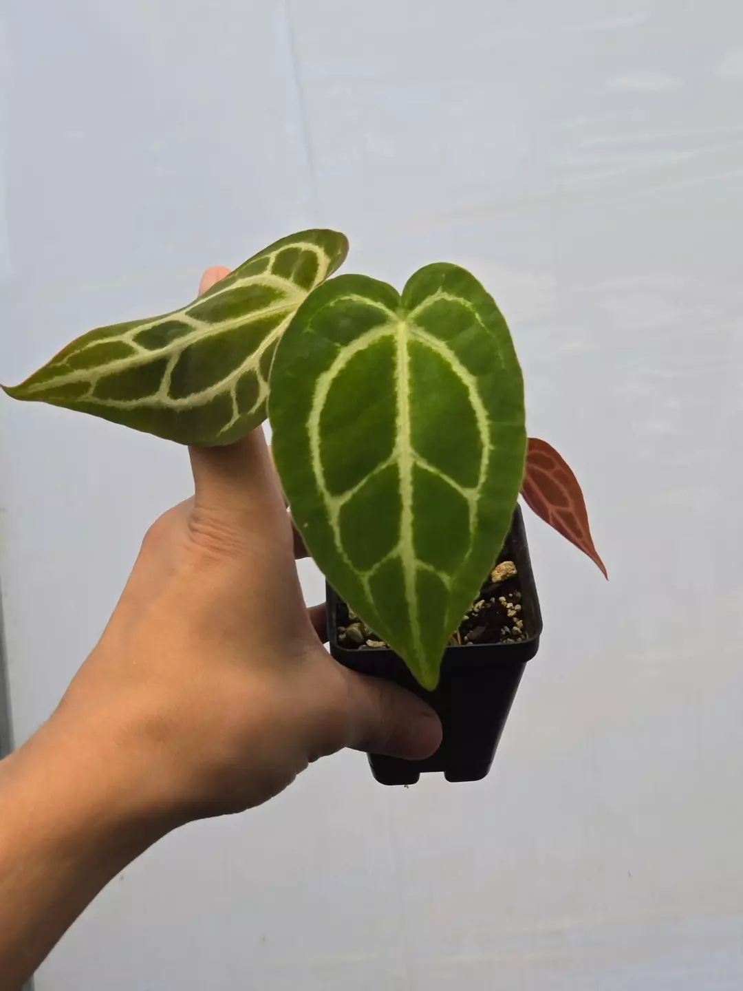 P850 Crystal Queen #3 x Doc Block Purple F2. Red emergent thumbnail