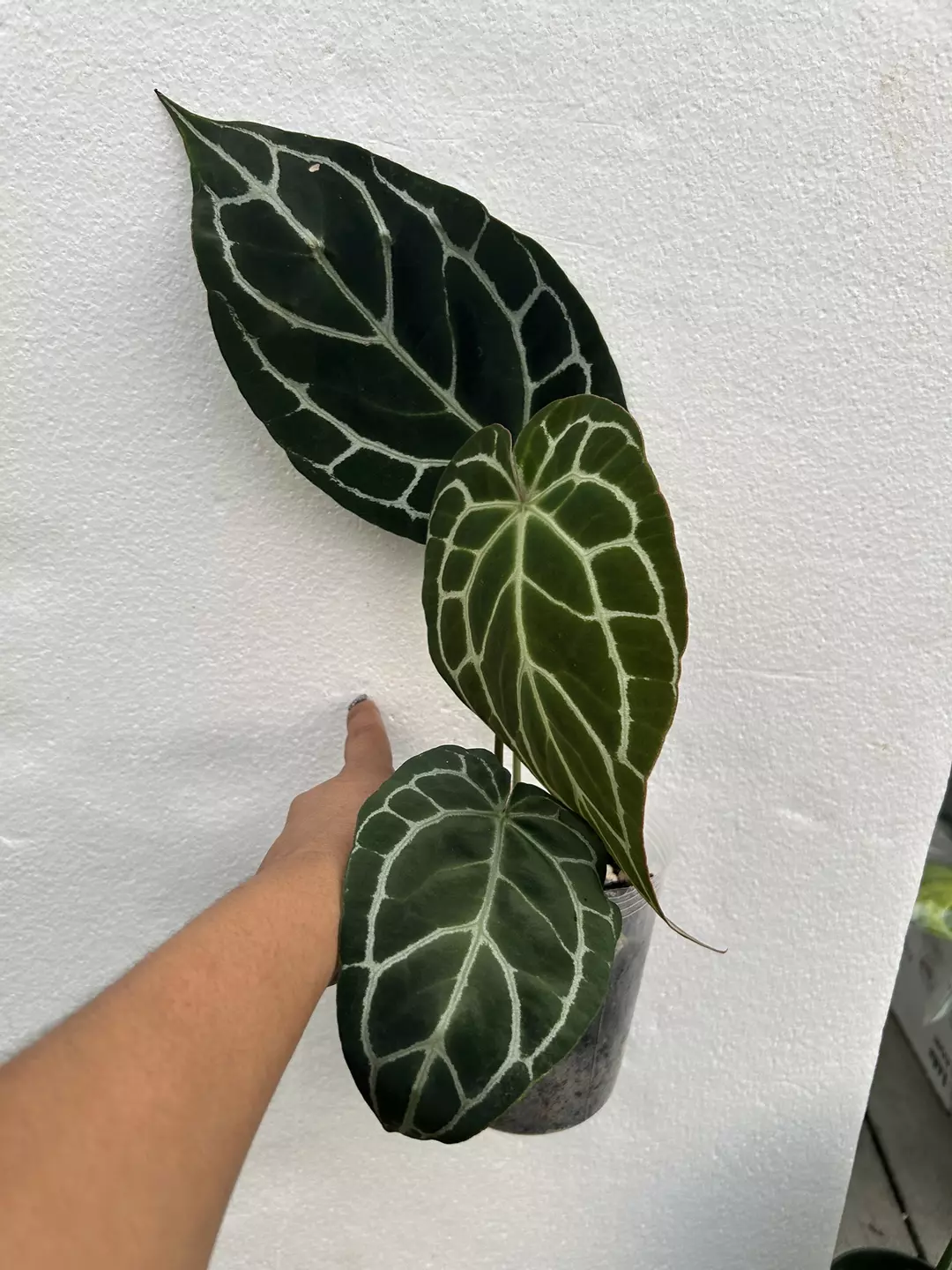 Anthurium crystalline  thumbnail