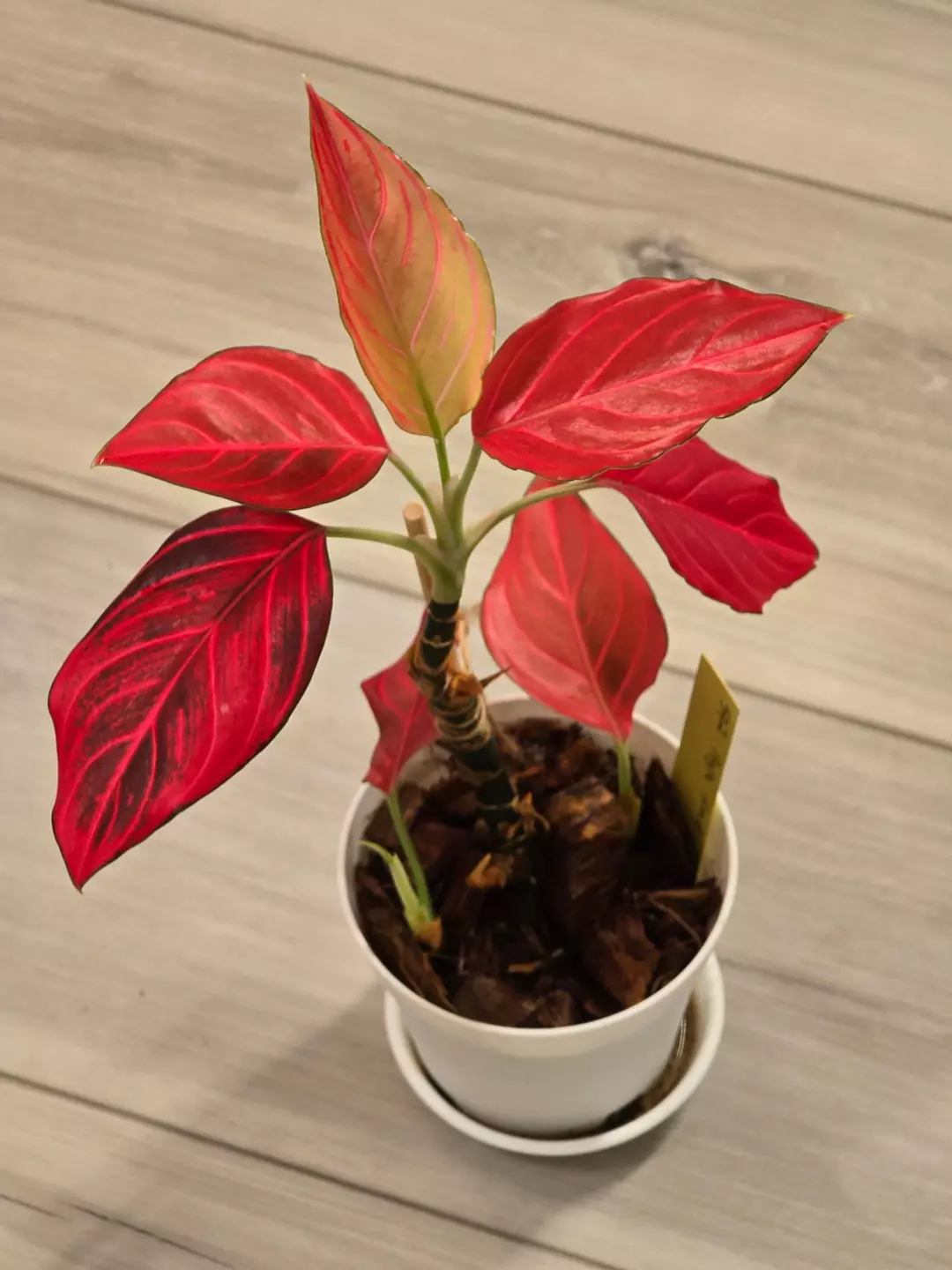 Aglaonema Red Vein #592 thumbnail