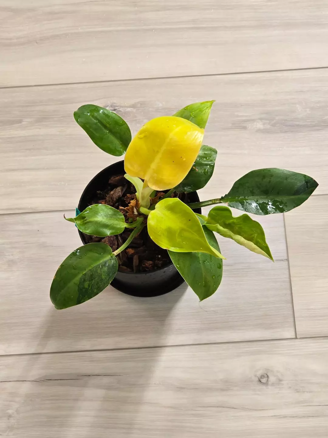 Philodendron Green Congo Hybrid #91 thumbnail