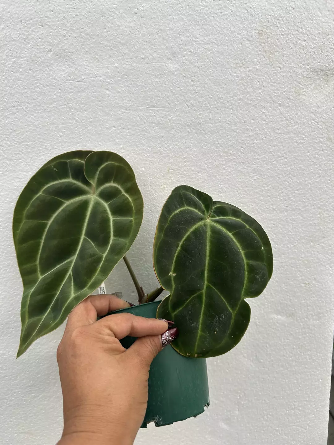 Anthurium besseae aff thumbnail