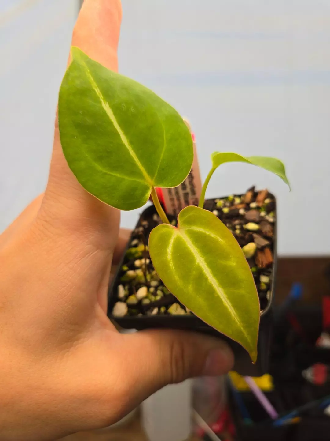 P855 (Caycee/ Griege) x Costa Rican Crystal thumbnail