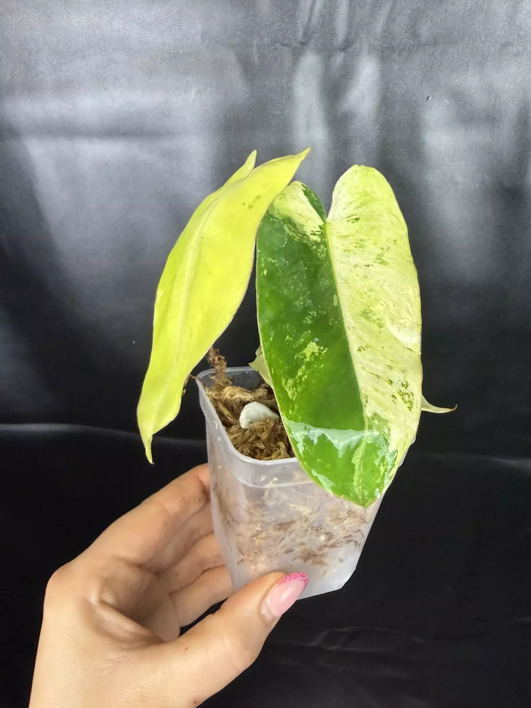 Philodendron Burle Marx Snow White thumbnail