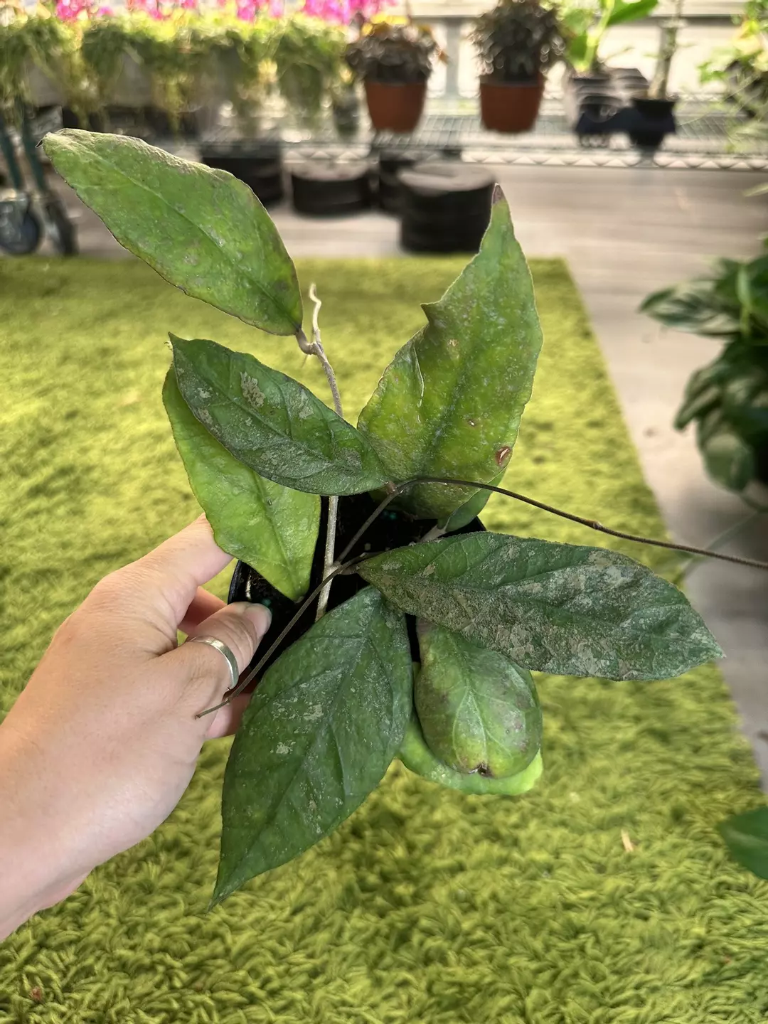 Hoya chicken farm 4” pot thumbnail